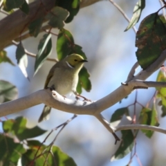 Ptilotula penicillata (White-plumed Honeyeater) at Paddys River, ACT - 11 Jul 2023 by RodDeb