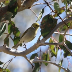 Ptilotula penicillata at Paddys River, ACT - 11 Jul 2023