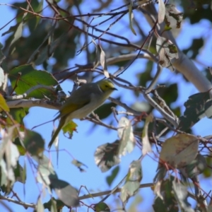 Ptilotula penicillata at Paddys River, ACT - 11 Jul 2023