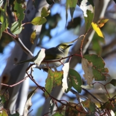 Ptilotula penicillata at Paddys River, ACT - 11 Jul 2023