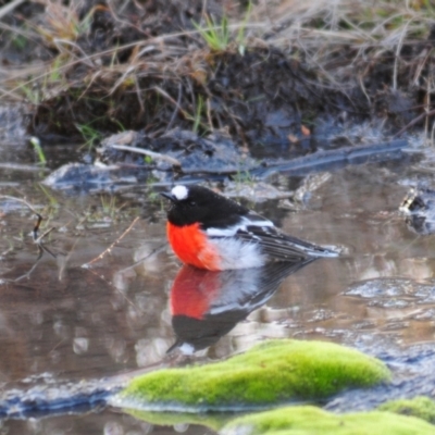 Petroica boodang (Scarlet Robin) at Rendezvous Creek, ACT - 11 Jul 2023 by Harrisi