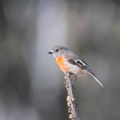 Petroica boodang at Rendezvous Creek, ACT - 11 Jul 2023