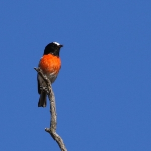 Petroica boodang at Paddys River, ACT - 11 Jul 2023 12:12 PM