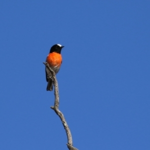 Petroica boodang at Paddys River, ACT - 11 Jul 2023 12:12 PM