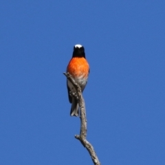 Petroica boodang at Paddys River, ACT - 11 Jul 2023 12:12 PM