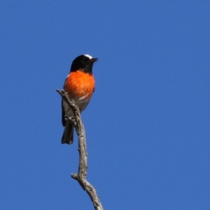 Petroica boodang at Paddys River, ACT - 11 Jul 2023 12:12 PM