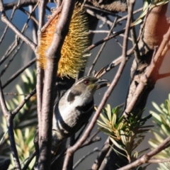 Phylidonyris pyrrhopterus (Crescent Honeyeater) at Namadgi National Park - 11 Jul 2023 by Harrisi