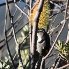 Phylidonyris pyrrhopterus at Rendezvous Creek, ACT - 11 Jul 2023