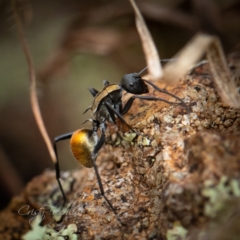 Polyrhachis ammon (Golden-spined Ant, Golden Ant) at Ginninderry Conservation Corridor - 1 Apr 2023 by Cristy1676