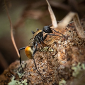 Polyrhachis ammon at Coree, ACT - 1 Apr 2023 03:38 PM