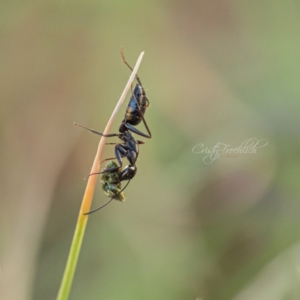 Camponotus sp. (genus) at Page, ACT - 18 Mar 2023 06:29 PM