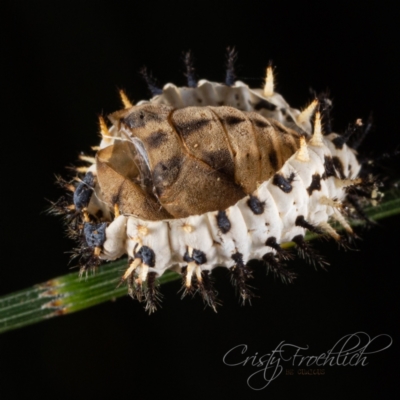 Orcus bilunulatus (Ladybird beetle) at Acton, ACT - 4 Mar 2023 by Cristy1676