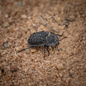 Helea ovata at Holt, ACT - 1 Apr 2023 05:26 PM