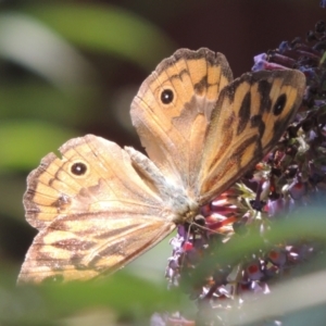 Heteronympha merope at Conder, ACT - 3 Jan 2023