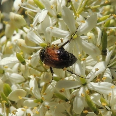 Phyllotocus navicularis (Nectar scarab) at Conder, ACT - 3 Jan 2023 by MichaelBedingfield