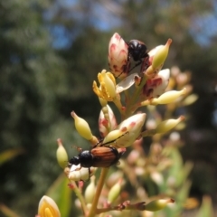 Phyllotocus navicularis (Nectar scarab) at Conder, ACT - 3 Jan 2023 by MichaelBedingfield