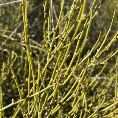 Omphacomeria acerba (Leafless Sour-bush) at Flea Bog Flat, Bruce - 12 Jul 2023 by JVR