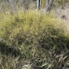 Omphacomeria acerba at Bruce, ACT - 12 Jul 2023