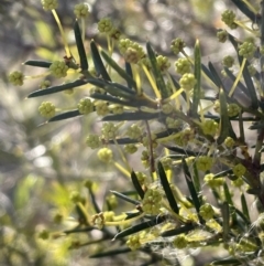 Acacia genistifolia (Early Wattle) at Bruce Ridge to Gossan Hill - 12 Jul 2023 by JVR