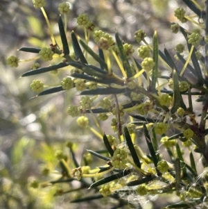 Acacia genistifolia at Bruce, ACT - 12 Jul 2023