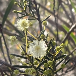 Acacia genistifolia at Bruce, ACT - 12 Jul 2023