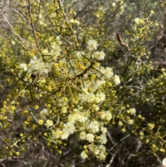 Acacia genistifolia (Early Wattle) at Bruce, ACT - 12 Jul 2023 by JVR
