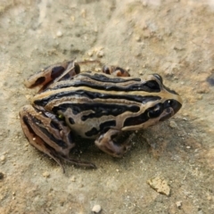 Unidentified Frog at Bool Lagoon, SA - 8 Jul 2023 by Feathers