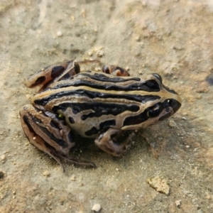 Unidentified Frog at suppressed by Feathers