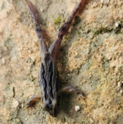 Crinia signifera at Bool Lagoon, SA - 8 Jul 2023 by Feathers