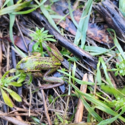 Litoria raniformis at Bool Lagoon, SA - 12 Jul 2023 by Feathers