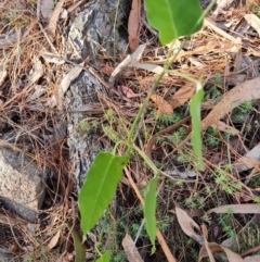 Araujia sericifera (Moth Plant) at Isaacs Ridge - 12 Jul 2023 by Mike