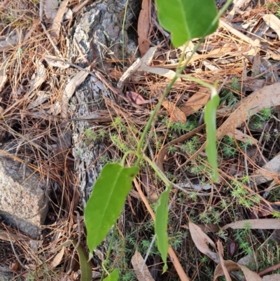 Araujia sericifera (Moth Plant) at Isaacs Ridge and Nearby - 12 Jul 2023 by Mike