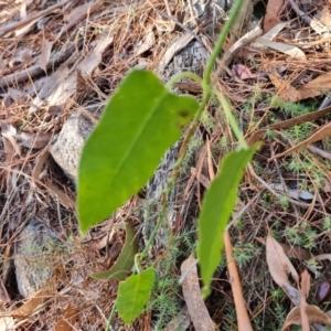 Araujia sericifera at Isaacs, ACT - 12 Jul 2023