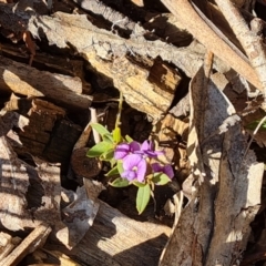 Hovea heterophylla (Common Hovea) at Isaacs Ridge and Nearby - 12 Jul 2023 by Mike