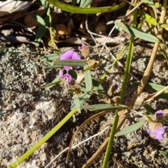 Hovea heterophylla at Isaacs, ACT - 12 Jul 2023