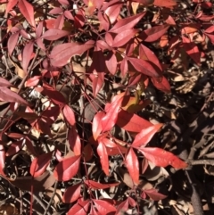 Nandina domestica (Sacred Bamboo) at Lawson, ACT - 12 Jul 2023 by rainer