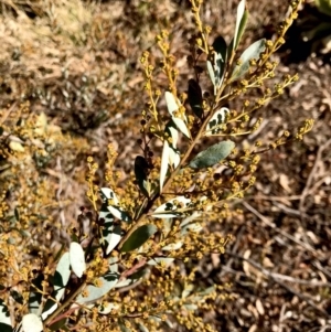 Acacia buxifolia at Kambah, ACT - 30 Jun 2023 01:26 PM