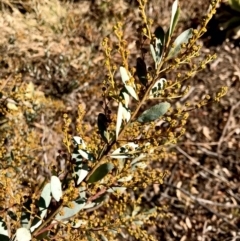 Acacia buxifolia (Box-leaf Wattle) at Urambi Hills - 30 Jun 2023 by rainer