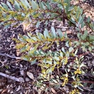 Acacia buxifolia at Kambah, ACT - 30 Jun 2023