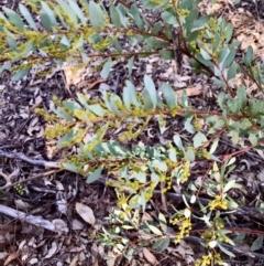 Acacia buxifolia at Kambah, ACT - 30 Jun 2023