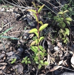 Ligustrum lucidum (Large-leaved Privet) at Urambi Hills - 30 Jun 2023 by rainer