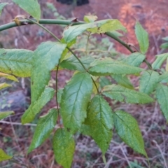 Rosa sp. (A Wild Rose) at Isaacs Ridge and Nearby - 12 Jul 2023 by Mike