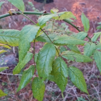 Rosa sp. (A Wild Rose) at Isaacs, ACT - 12 Jul 2023 by Mike