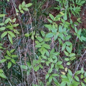 Rosa sp. at Isaacs, ACT - 12 Jul 2023