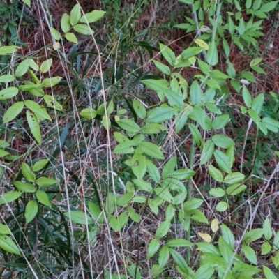 Rosa sp. (A Wild Rose) at Isaacs, ACT - 12 Jul 2023 by Mike