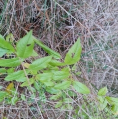 Rosa sp. at Isaacs, ACT - 12 Jul 2023 04:54 PM