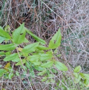 Rosa sp. at Isaacs, ACT - 12 Jul 2023 04:54 PM