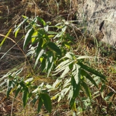 Olearia lirata (Snowy Daisybush) at Isaacs, ACT - 12 Jul 2023 by Mike