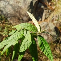 Olearia lirata at Isaacs, ACT - 12 Jul 2023 03:38 PM