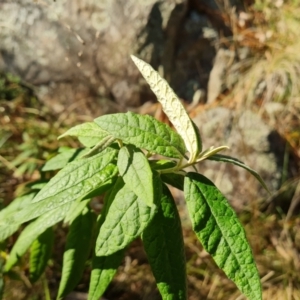 Olearia lirata at Isaacs, ACT - 12 Jul 2023